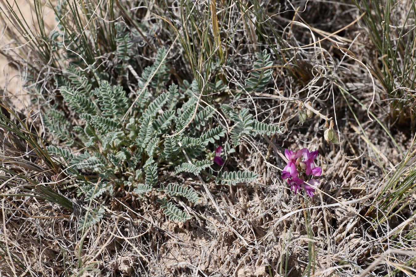 Изображение особи Astragalus kuschakewiczii.