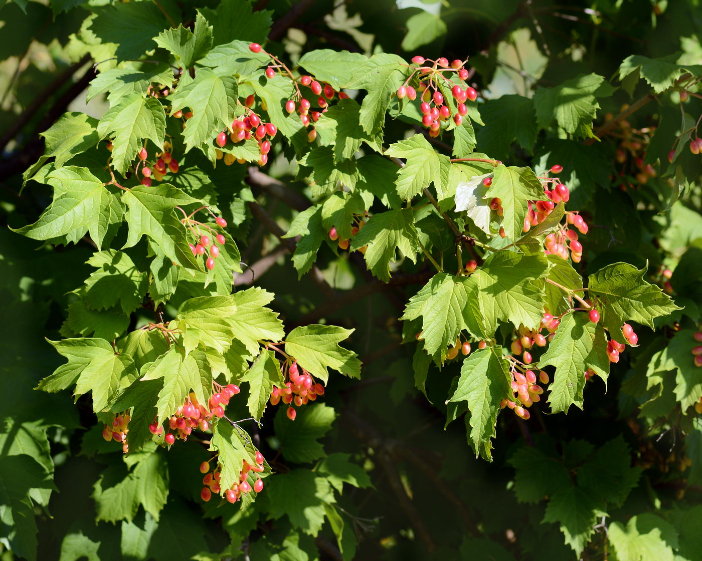 Image of Viburnum opulus specimen.