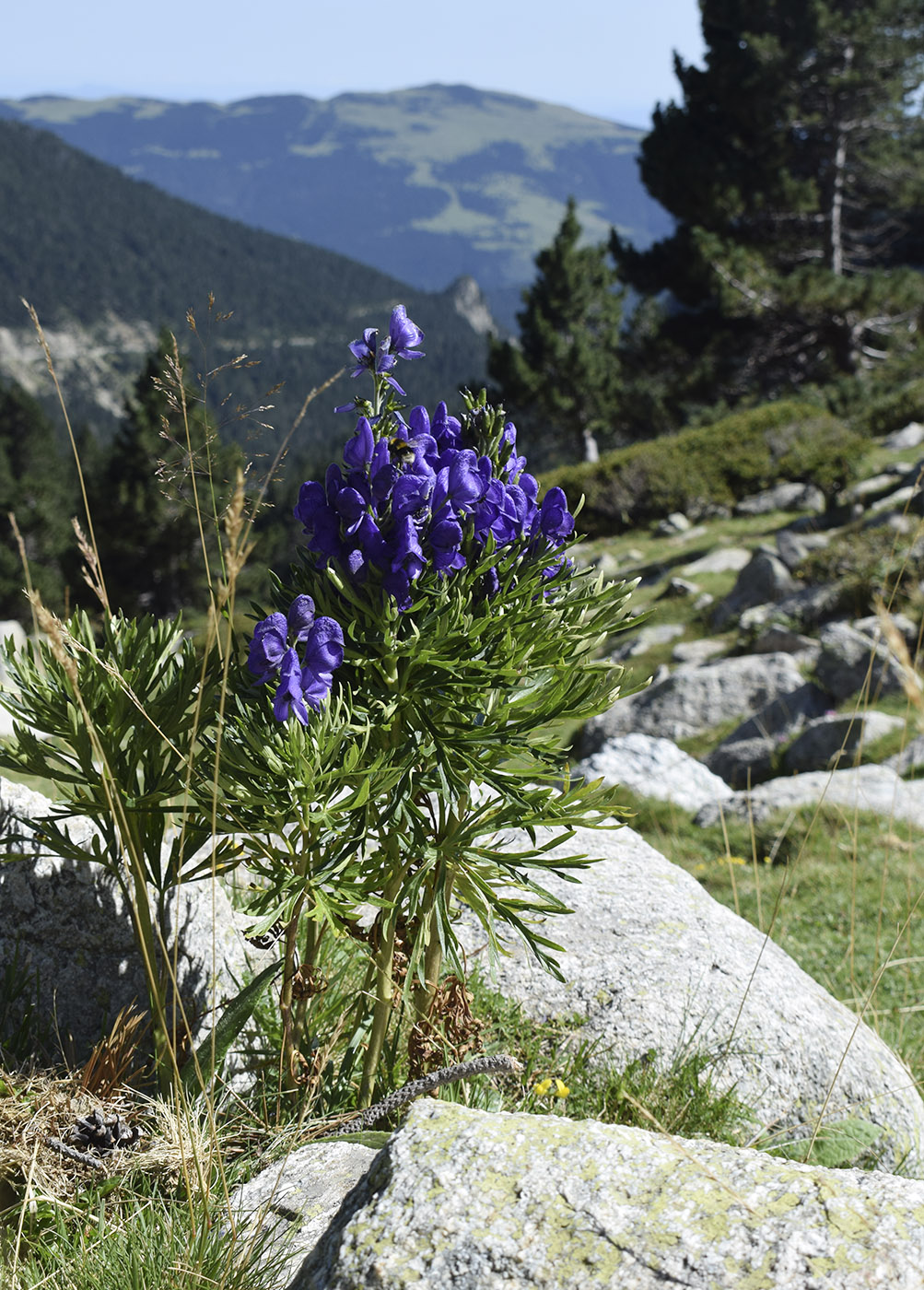 Image of Aconitum napellus ssp. vulgare specimen.