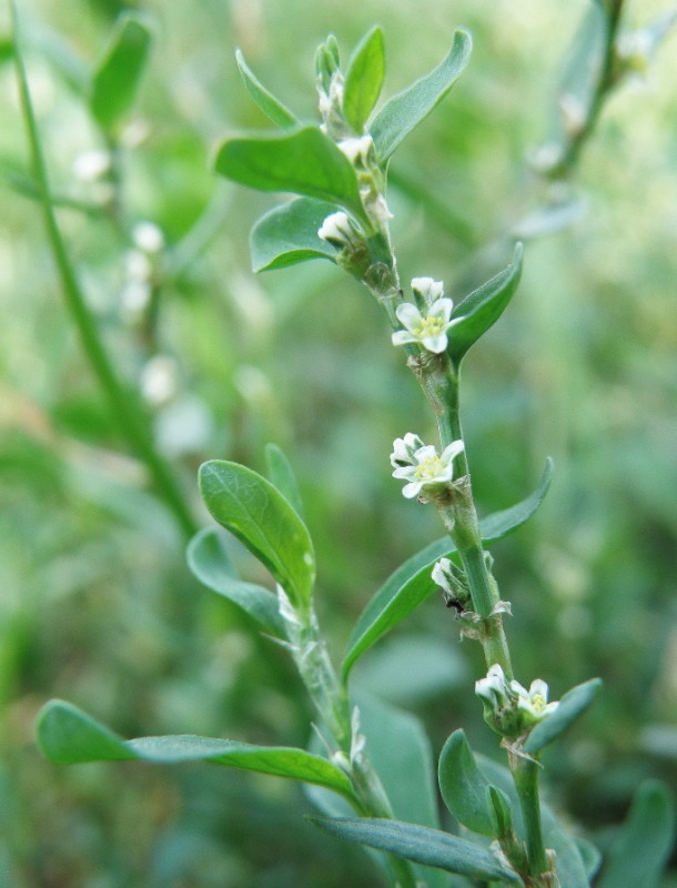 Изображение особи Polygonum arenastrum.