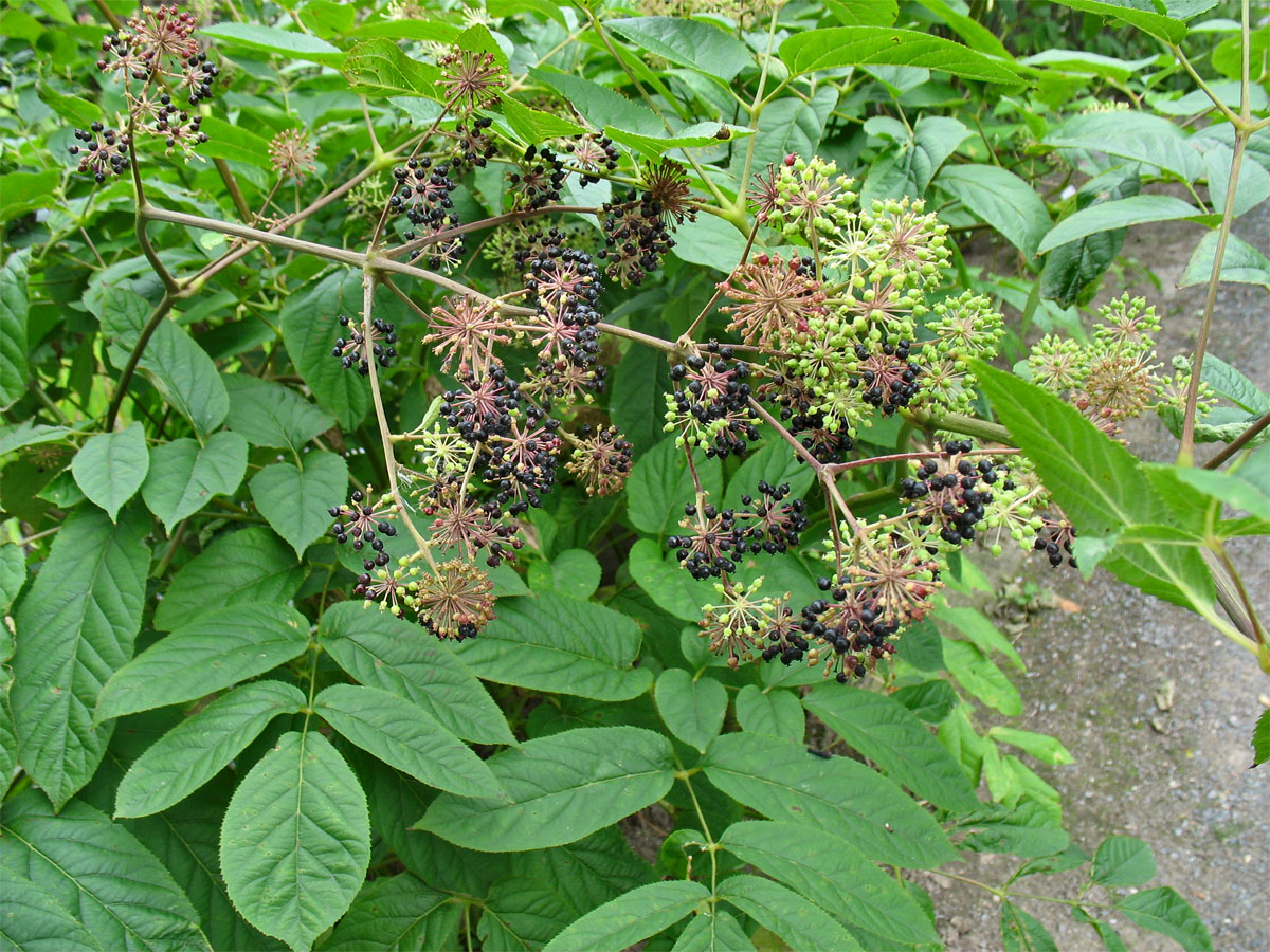 Image of Aralia cachemirica specimen.