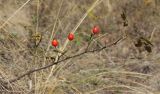 Rosa pygmaea