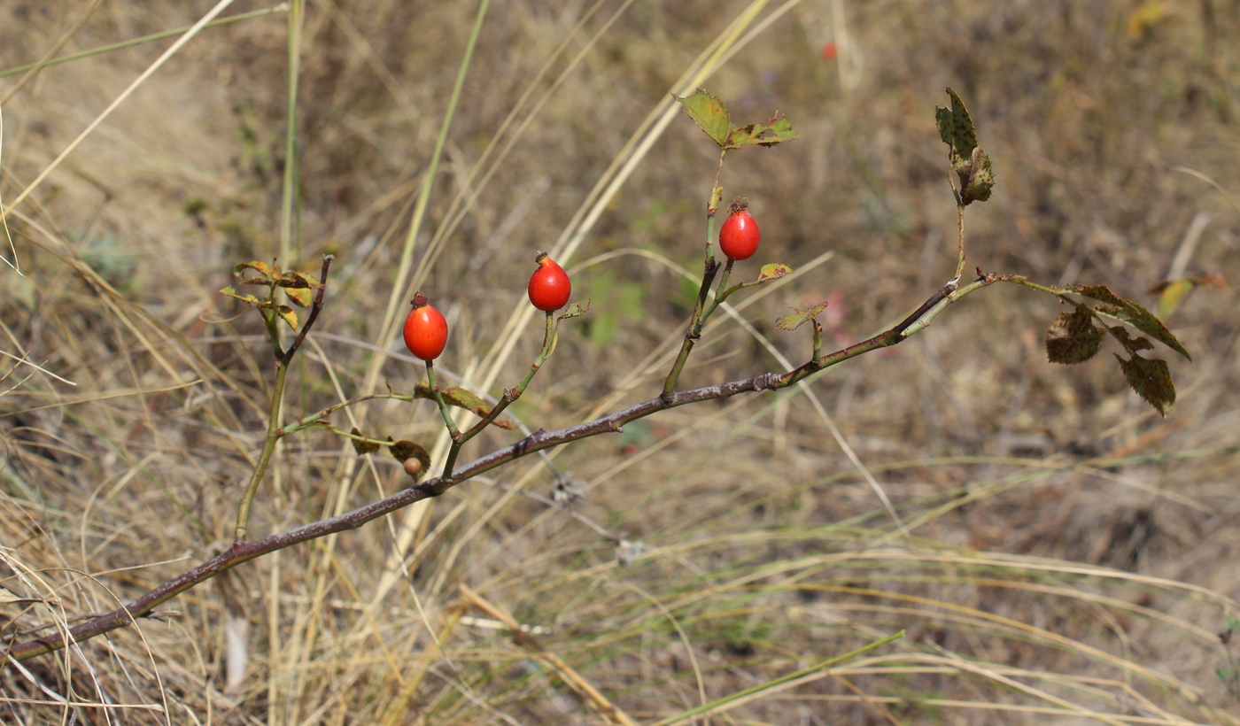 Изображение особи Rosa pygmaea.