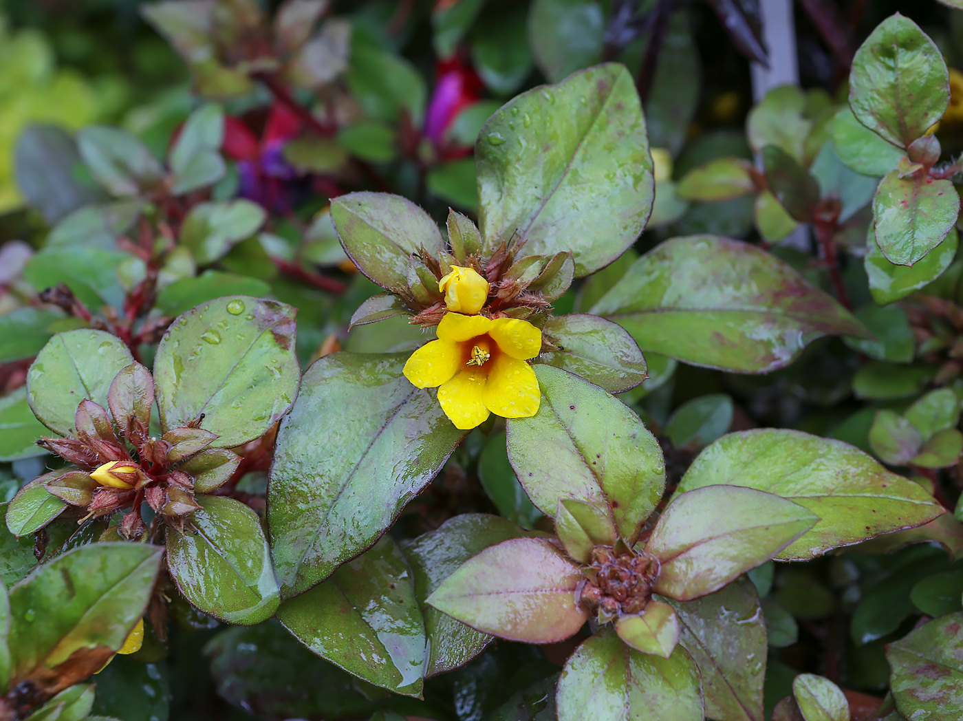 Image of Lysimachia congestiflora specimen.