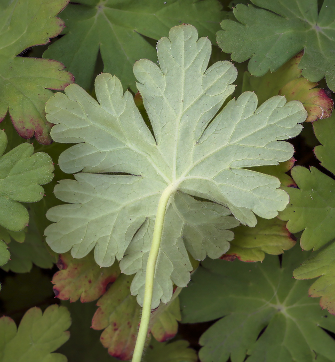 Изображение особи Geranium macrorrhizum.