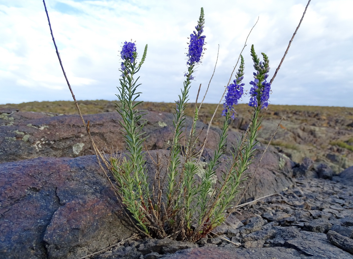 Image of Veronica laeta specimen.