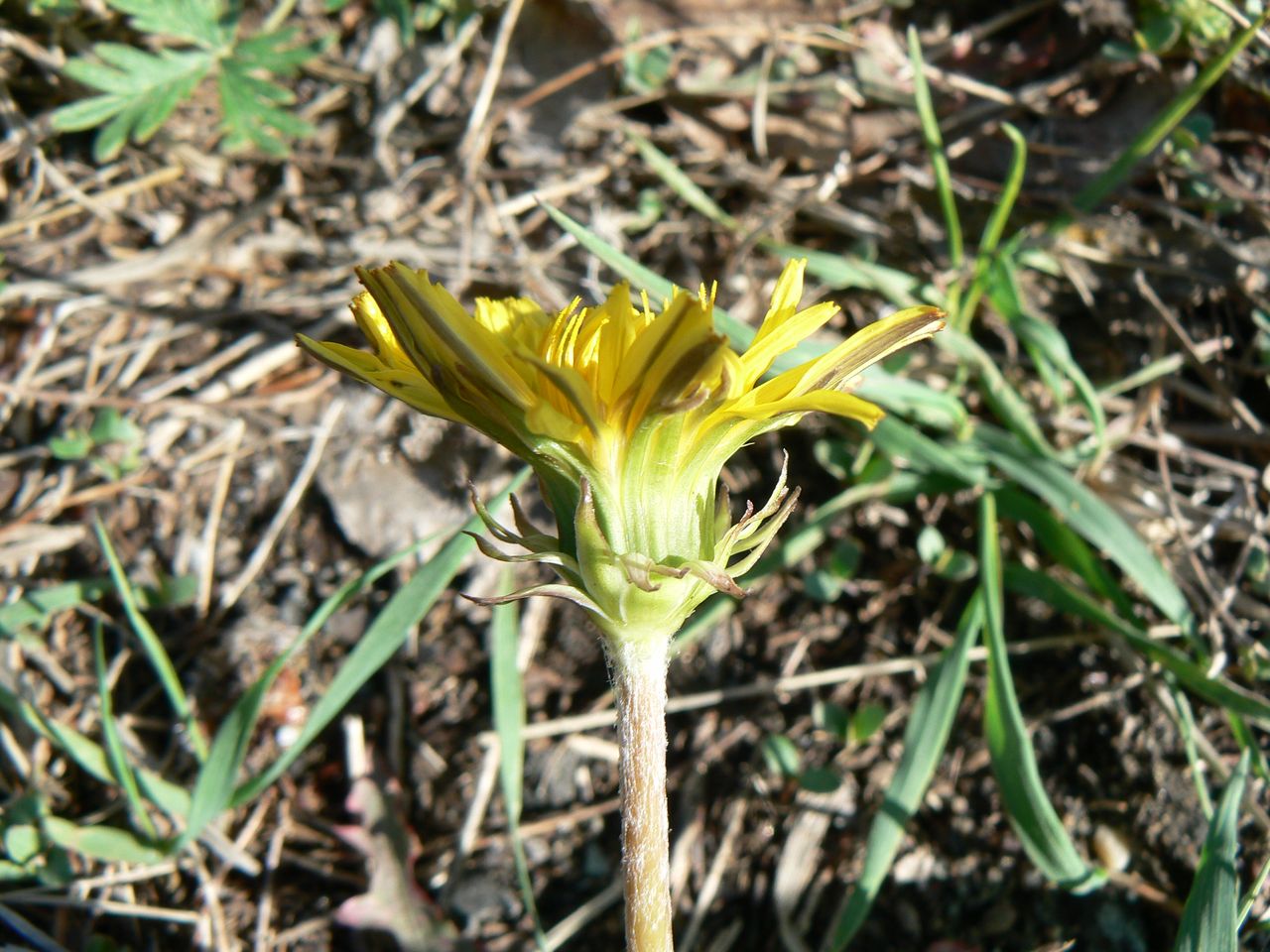 Image of Taraxacum ussuriense specimen.