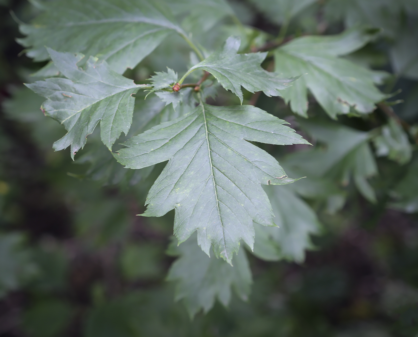 Изображение особи Crataegus almaatensis.