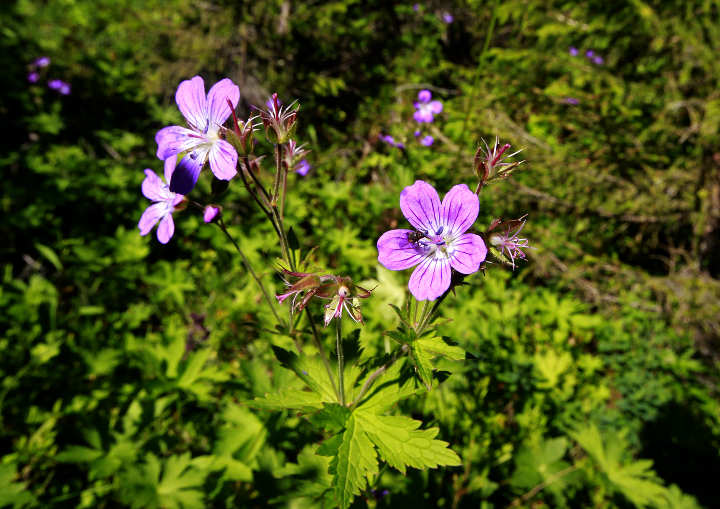 Изображение особи Geranium sylvaticum.