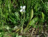 Viola patrinii