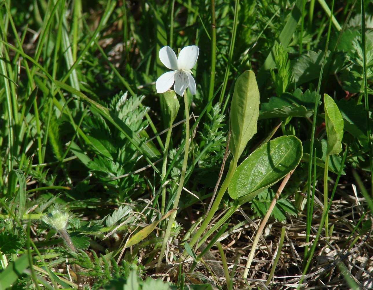 Image of Viola patrinii specimen.