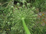 Heracleum leskovii