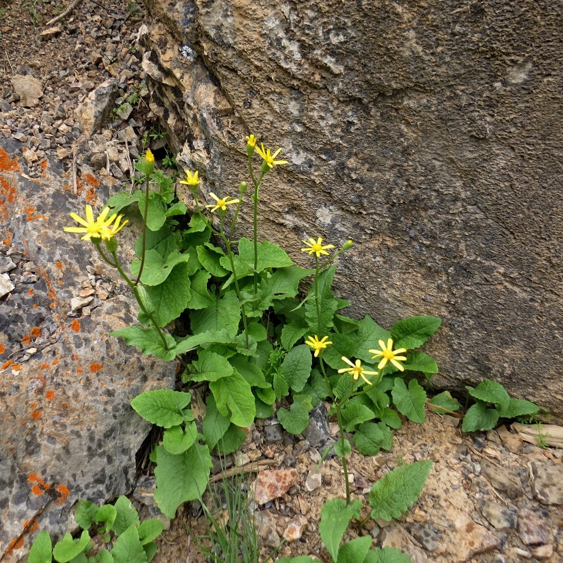 Изображение особи Senecio olgae.