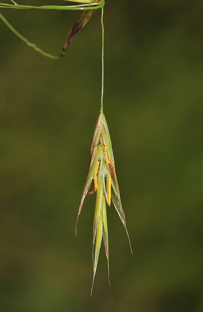 Image of Bromopsis probatovae specimen.