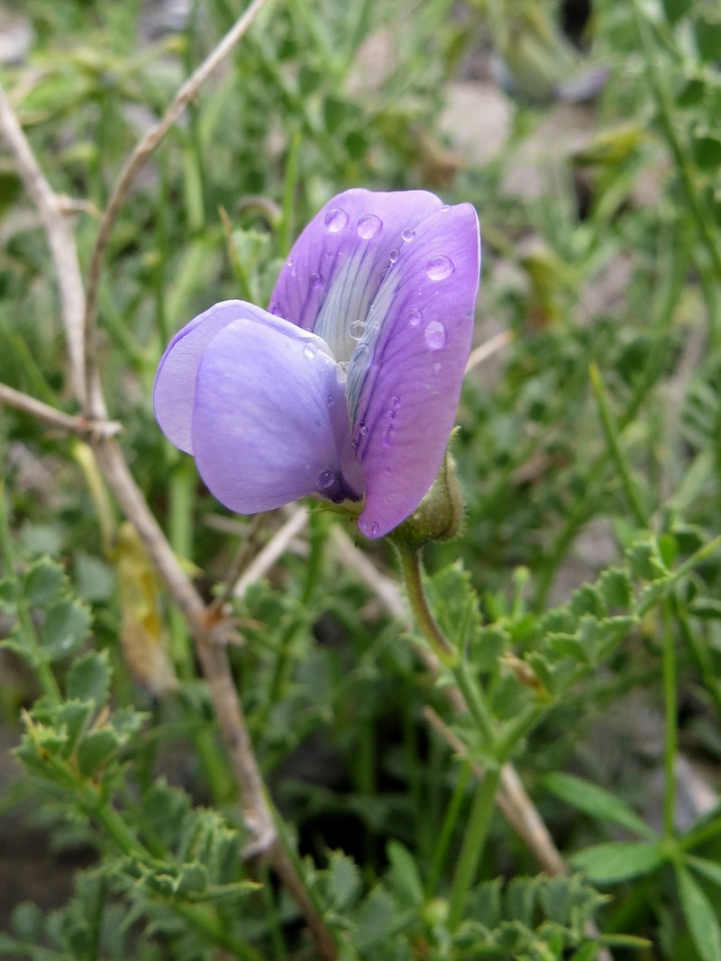 Image of Cicer pungens specimen.