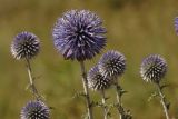 Echinops ruthenicus. Верхушки побегов с соцветиями. Краснодарский край, Анапское муниципальное образование, окр. станицы Благовещенская, Витязевская коса, дюна. 24.07.2020.