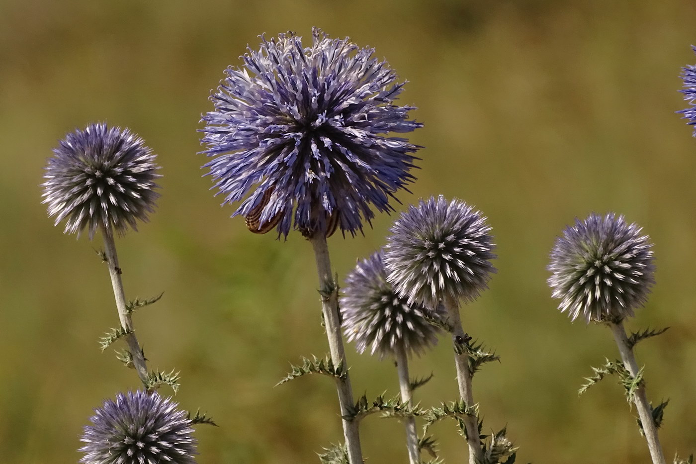 Изображение особи Echinops ruthenicus.