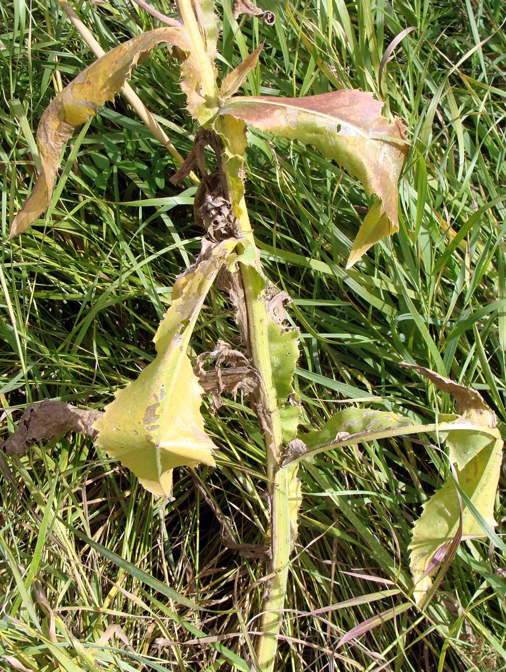 Image of Cirsium canum specimen.