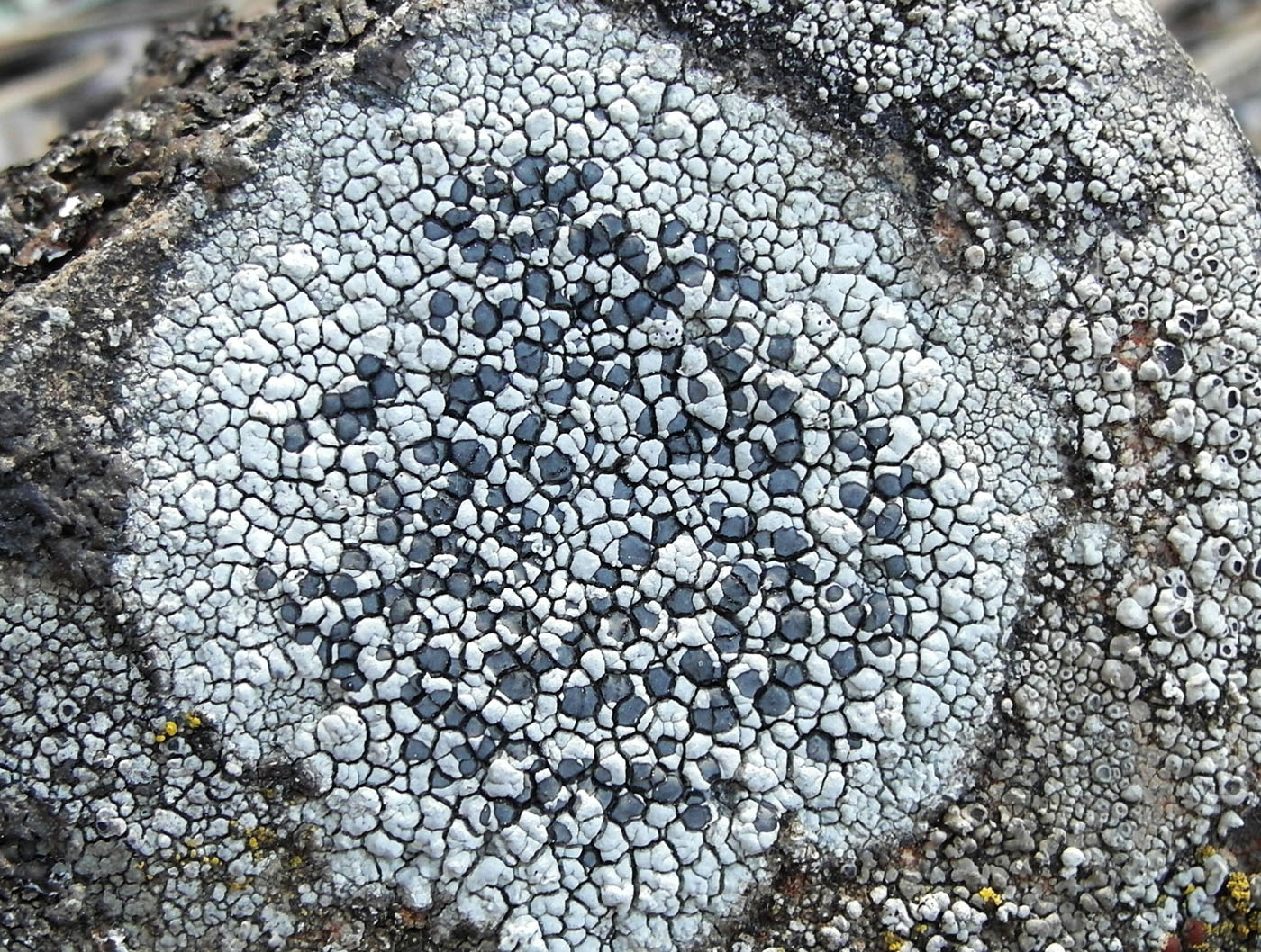 Image of Lecidea tessellata specimen.