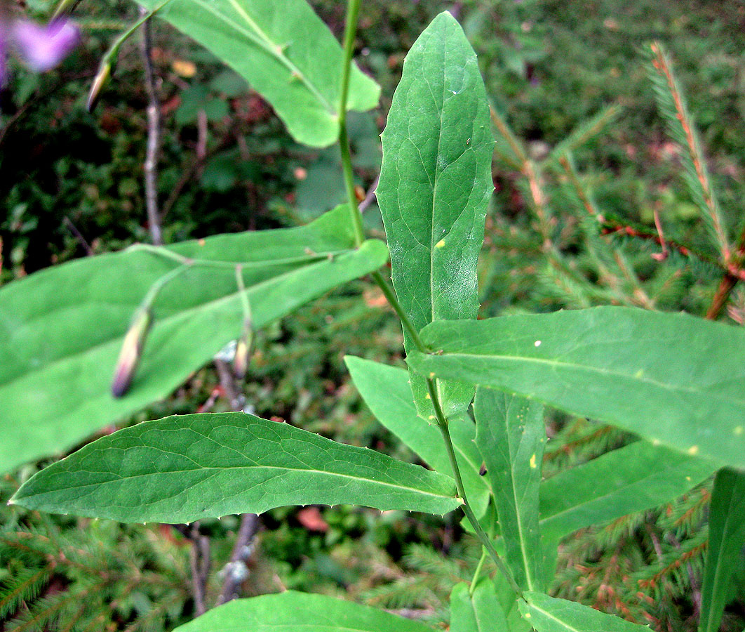 Изображение особи Prenanthes purpurea.