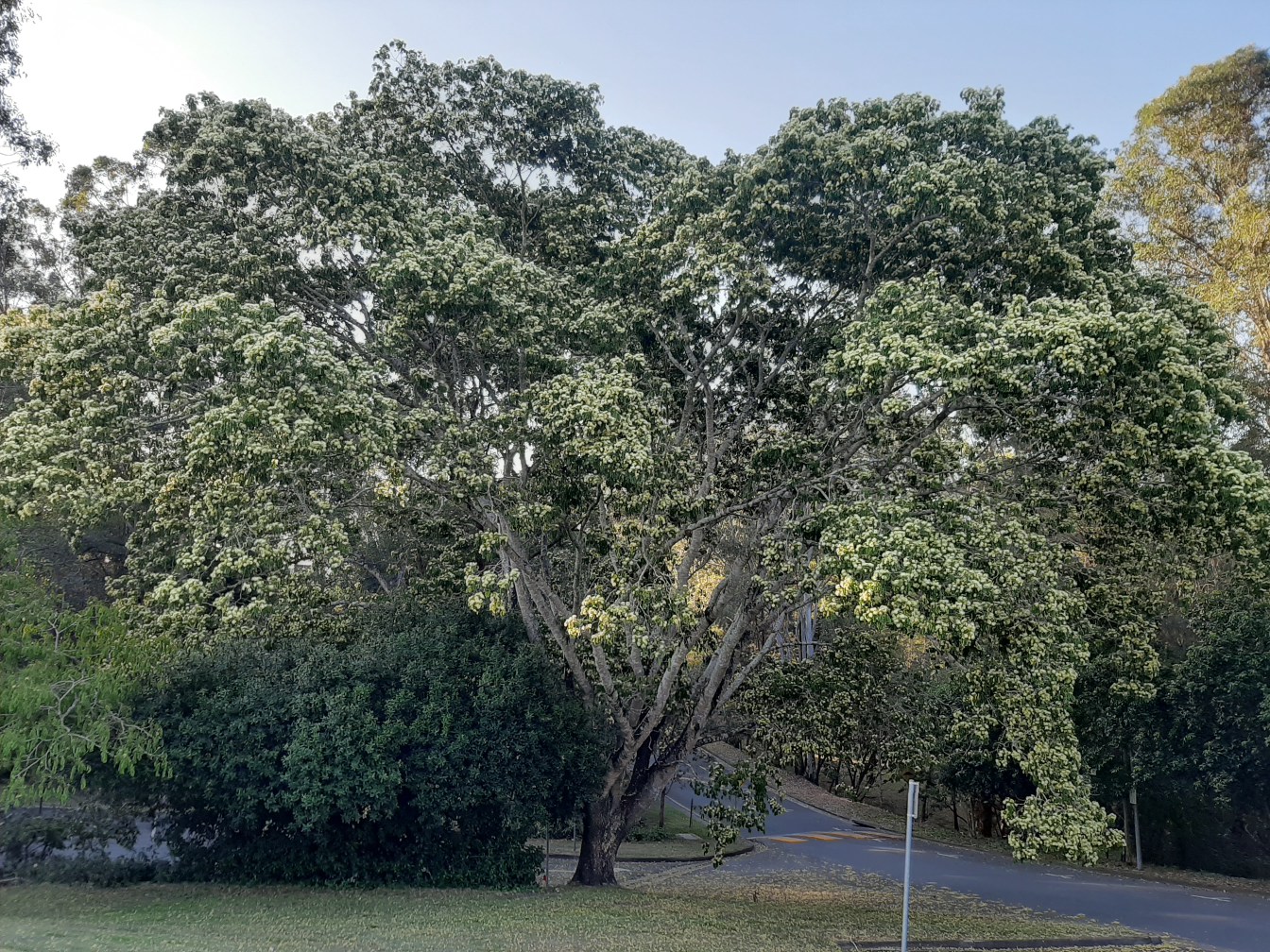 Image of Albizia lebbeck specimen.