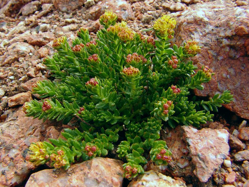 Изображение особи Rhodiola gelida.