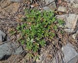 Potentilla argentea