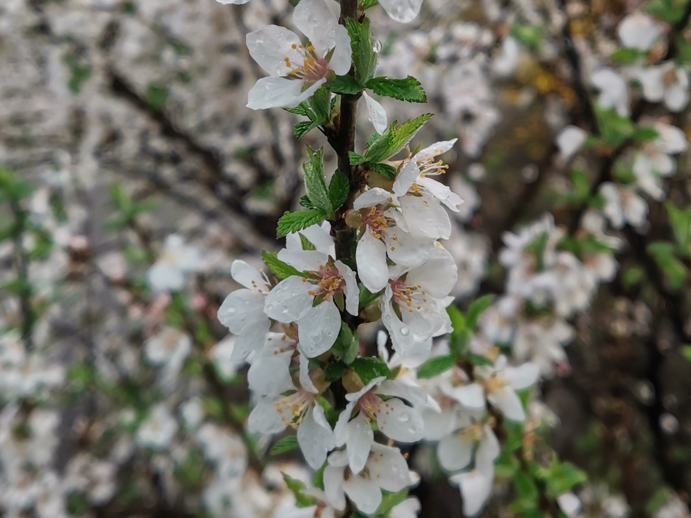 Image of Cerasus tomentosa specimen.