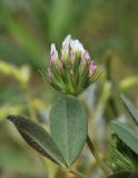 Trifolium leucanthum. Соцветие и лист. Крым, Керченский п-ов, Приазовье, Караларская степь, засолённая степь. 6 мая 2021 г.