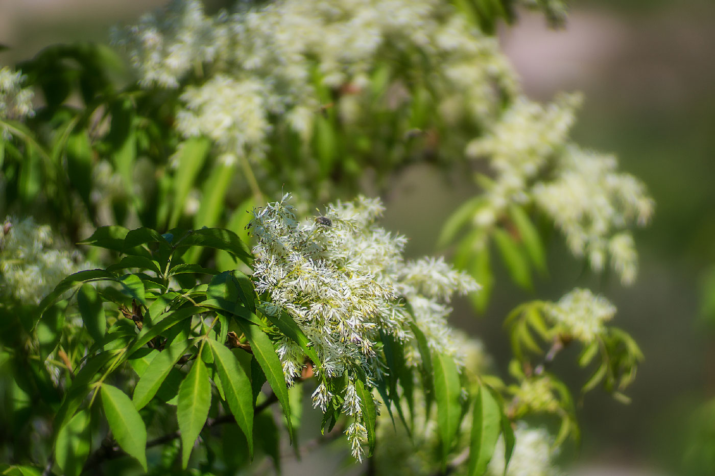 Изображение особи Fraxinus ornus.