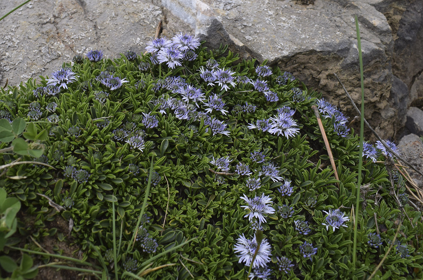 Image of Globularia repens specimen.