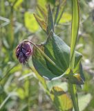 Lathyrus pisiformis. Часть побега с расцветающим соцветием. Пермский край, Кунгурский р-н, окр. с. Каширино, долина р. Сылва, ковыльная степь. 06.06.2021.