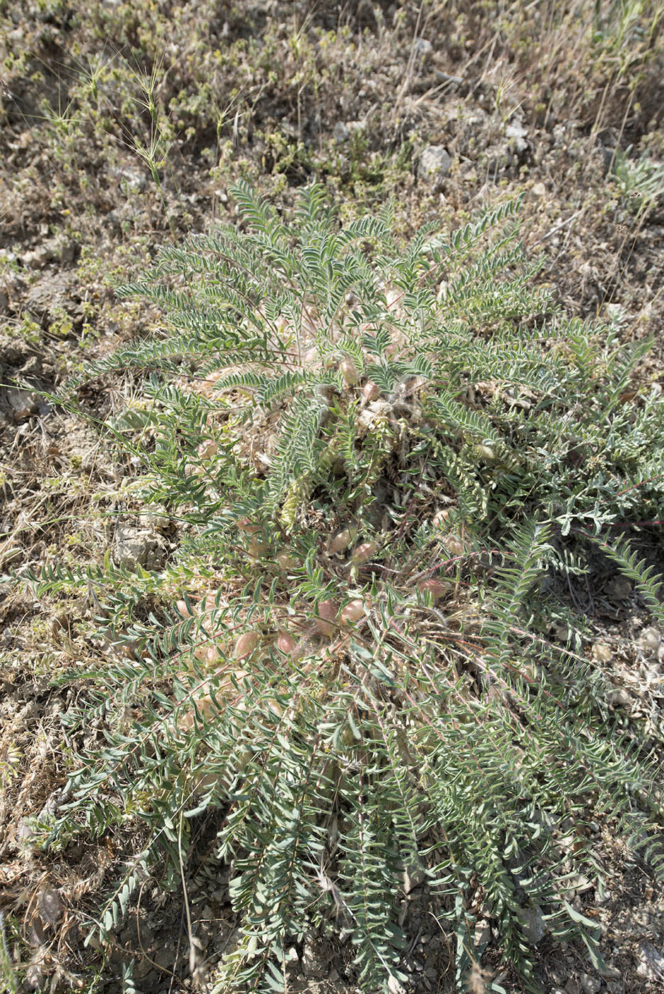 Image of Astragalus utriger specimen.