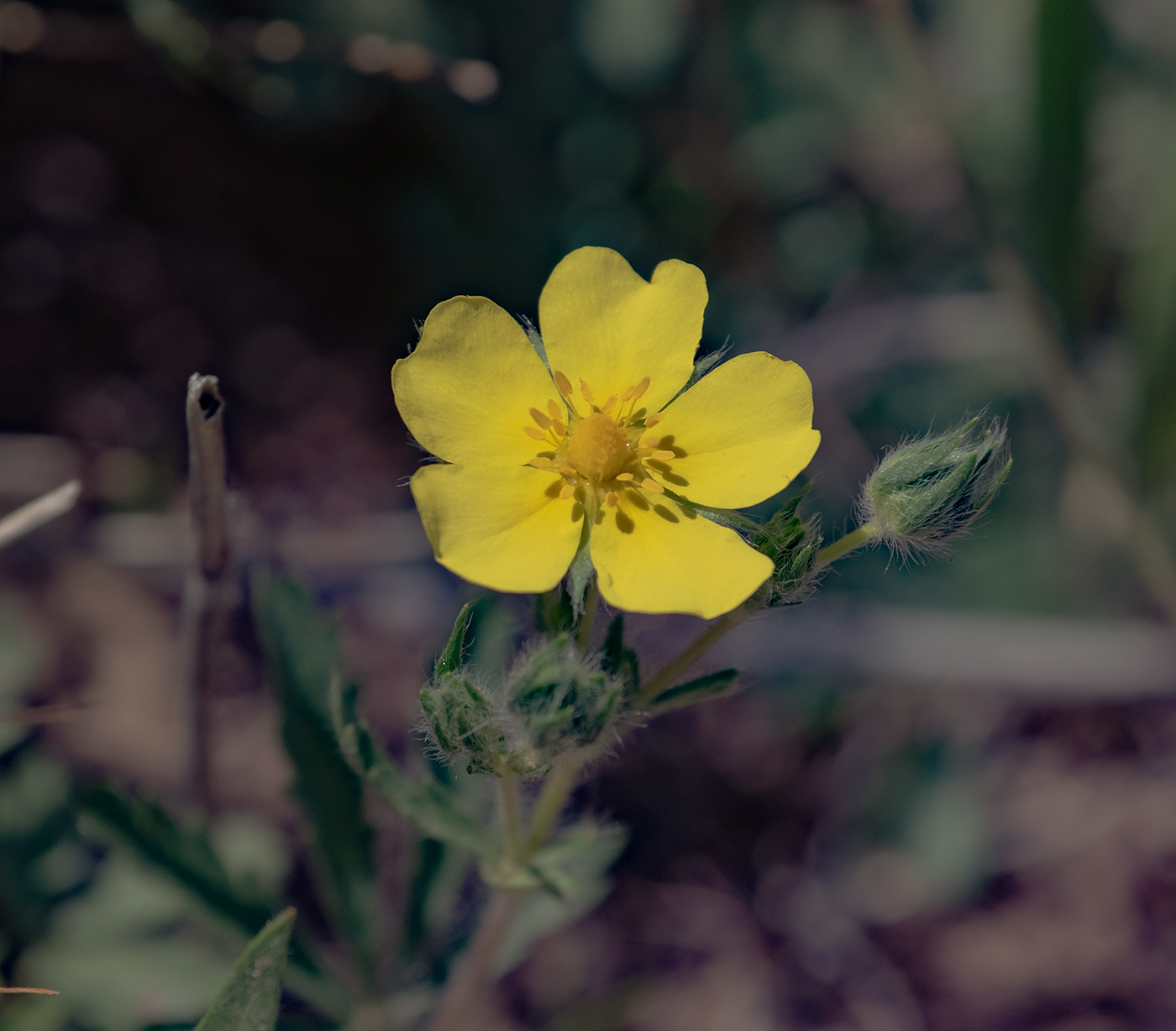 Image of genus Potentilla specimen.