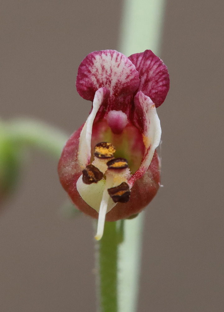 Image of Scrophularia variegata specimen.