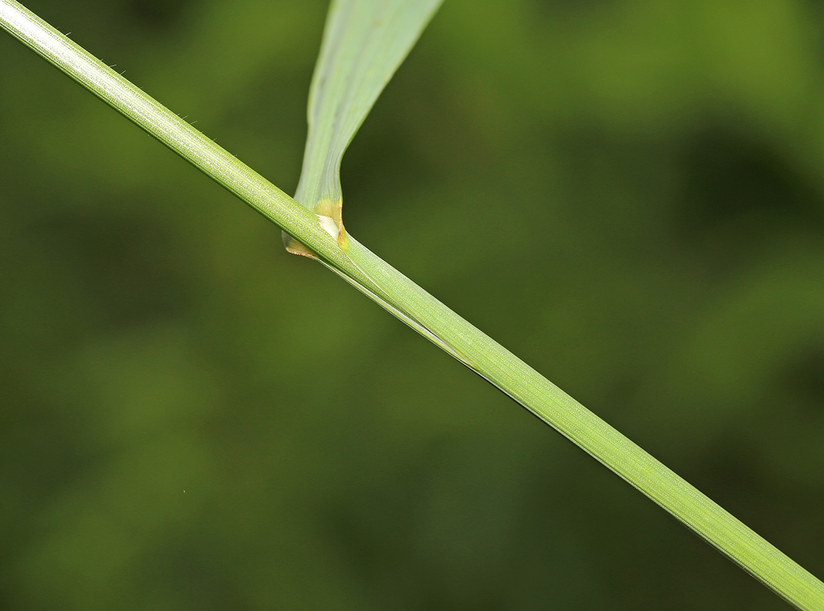Изображение особи Bromopsis pumpelliana ssp. flexuosa.