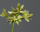 Cyperus involucratus