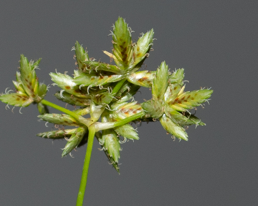 Изображение особи Cyperus involucratus.