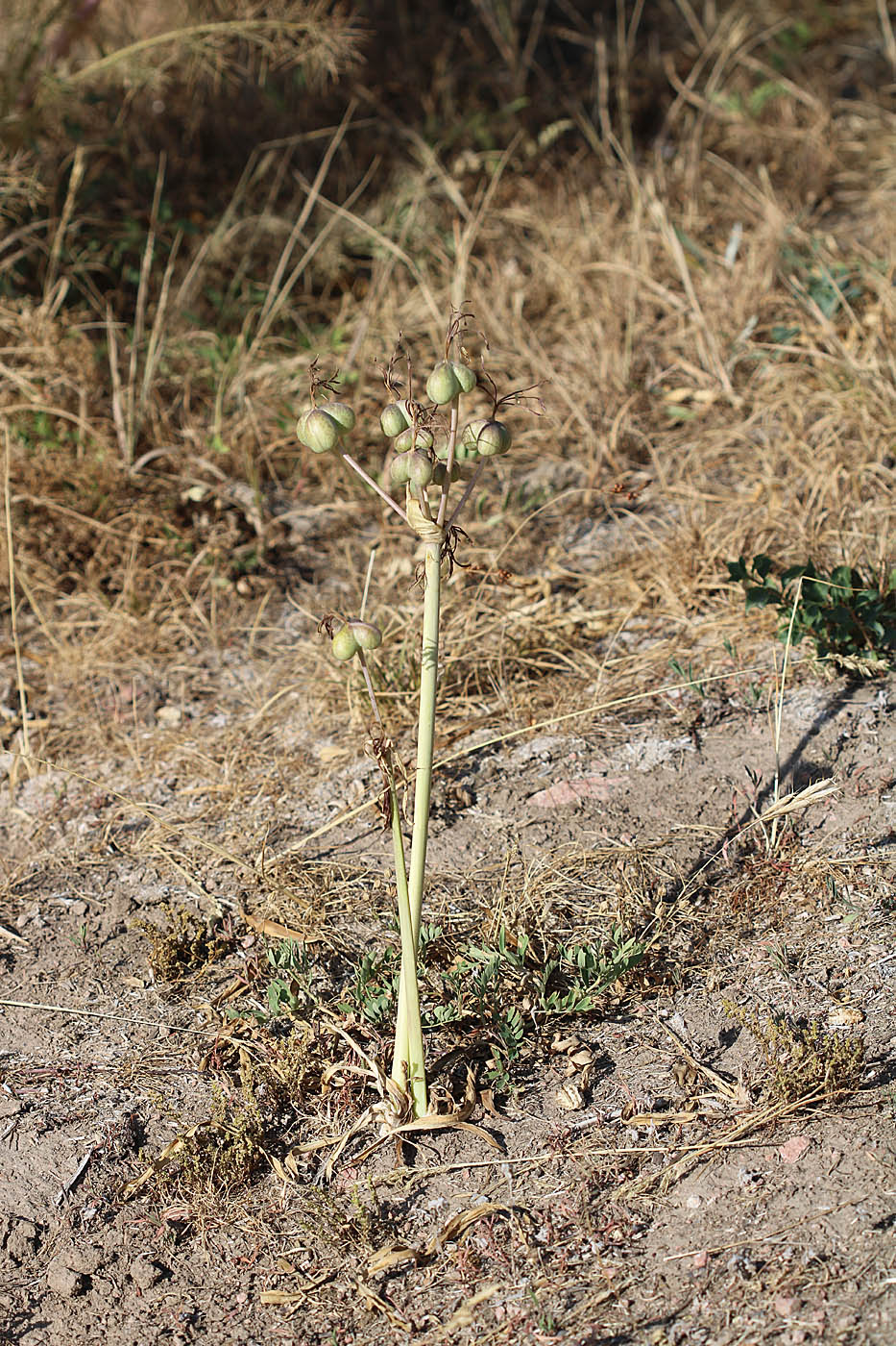 Image of Ungernia sewerzowii specimen.