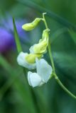 Lathyrus pallescens. Соцветие. Краснодарский край, м/о г. Геленджик, южный склон хр. Маркотх, дубово-грабовый лес. 16.05.2021.