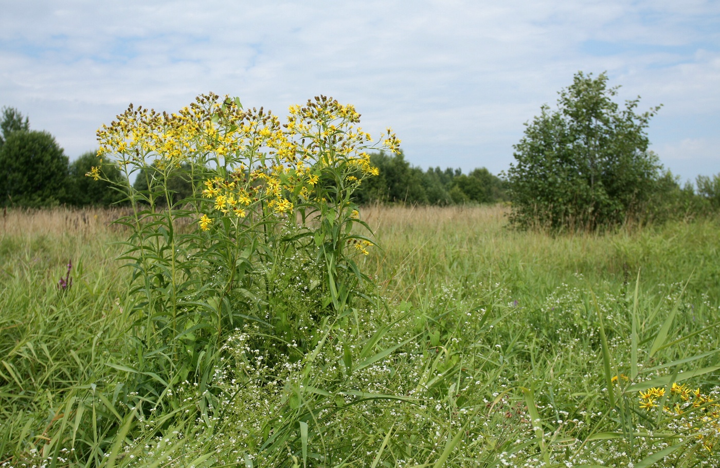 Изображение особи Senecio paludosus.