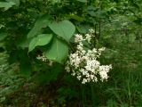 Syringa amurensis