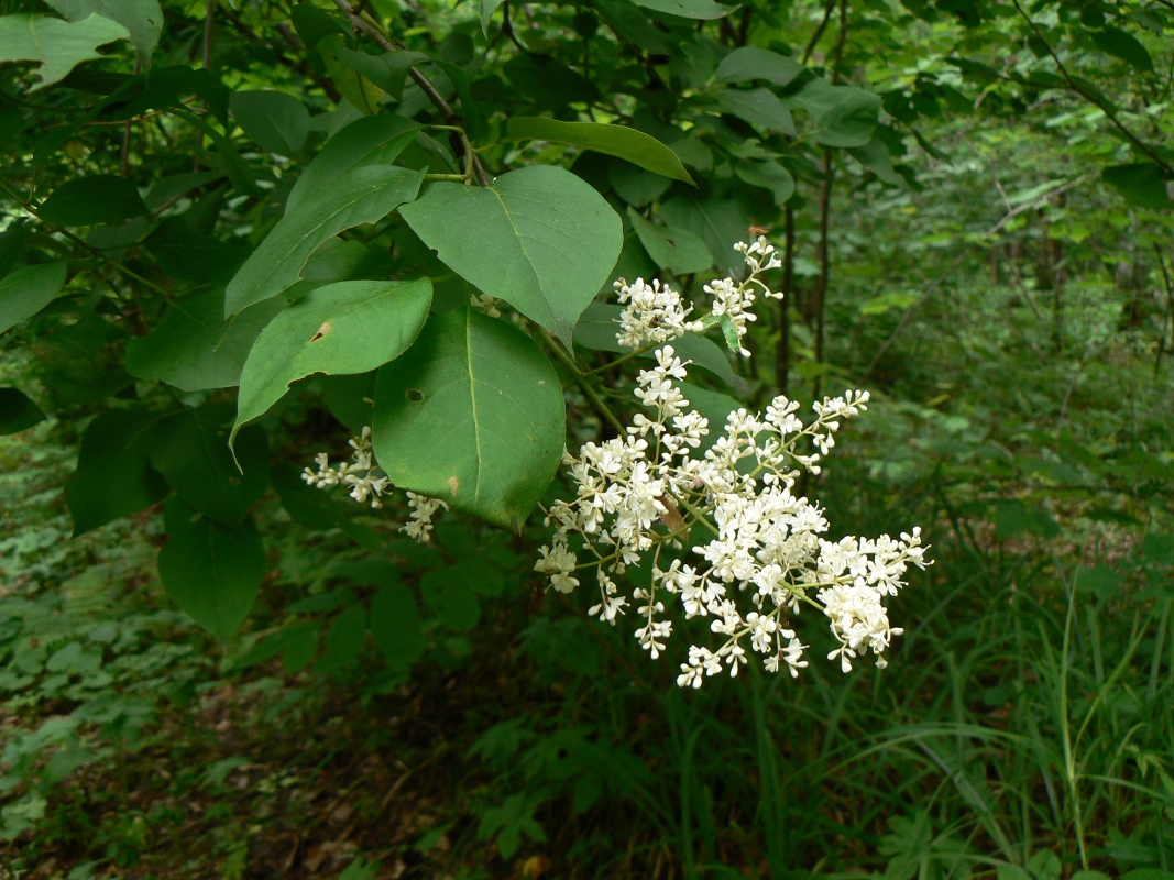 Изображение особи Syringa amurensis.