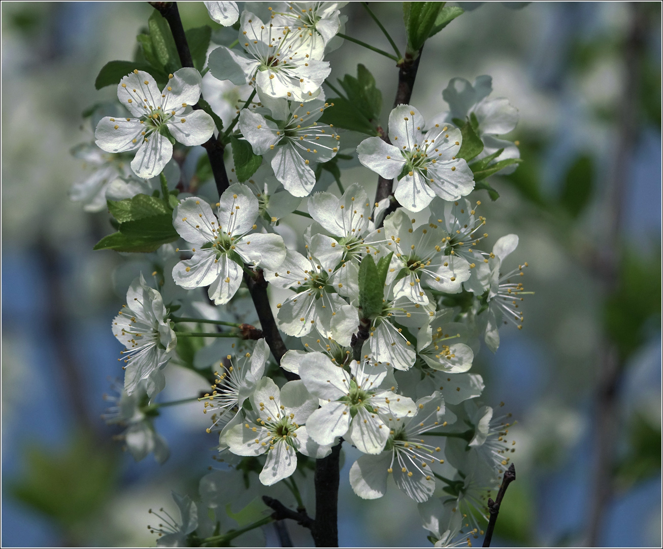 Изображение особи Prunus domestica.