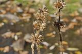 Leonurus japonicus