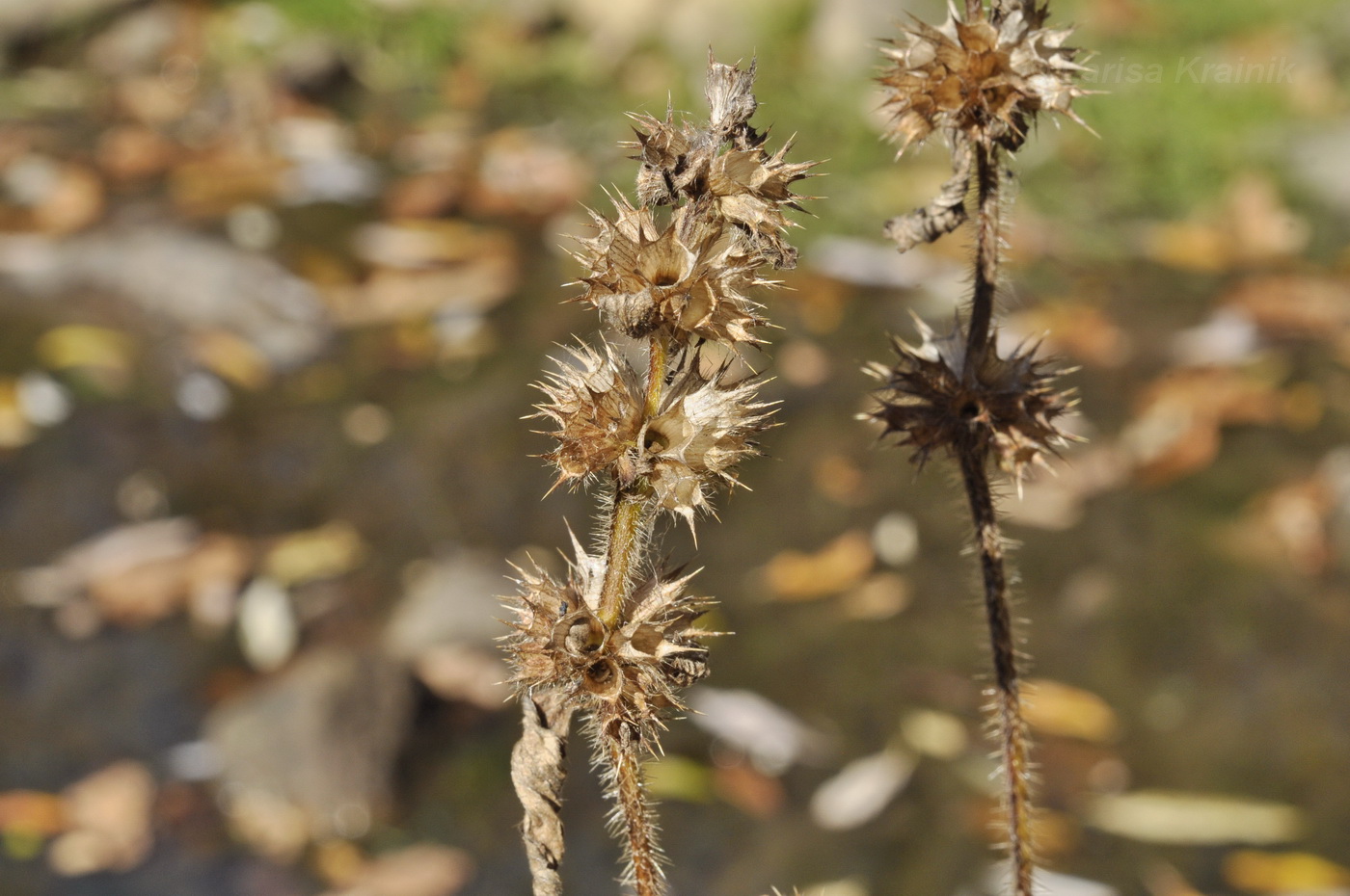 Изображение особи Leonurus japonicus.