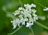 Heracleum freynianum. Соцветие-зонтичек. Республика Северная Осетия-Алания, Ирафский р-н, Большой Кавказ, правый берег р. Даргонком, у начала морены ледника Донисарцете, ≈ 2640 м н.у.м., влажный берег ручья. 05.07.2021.