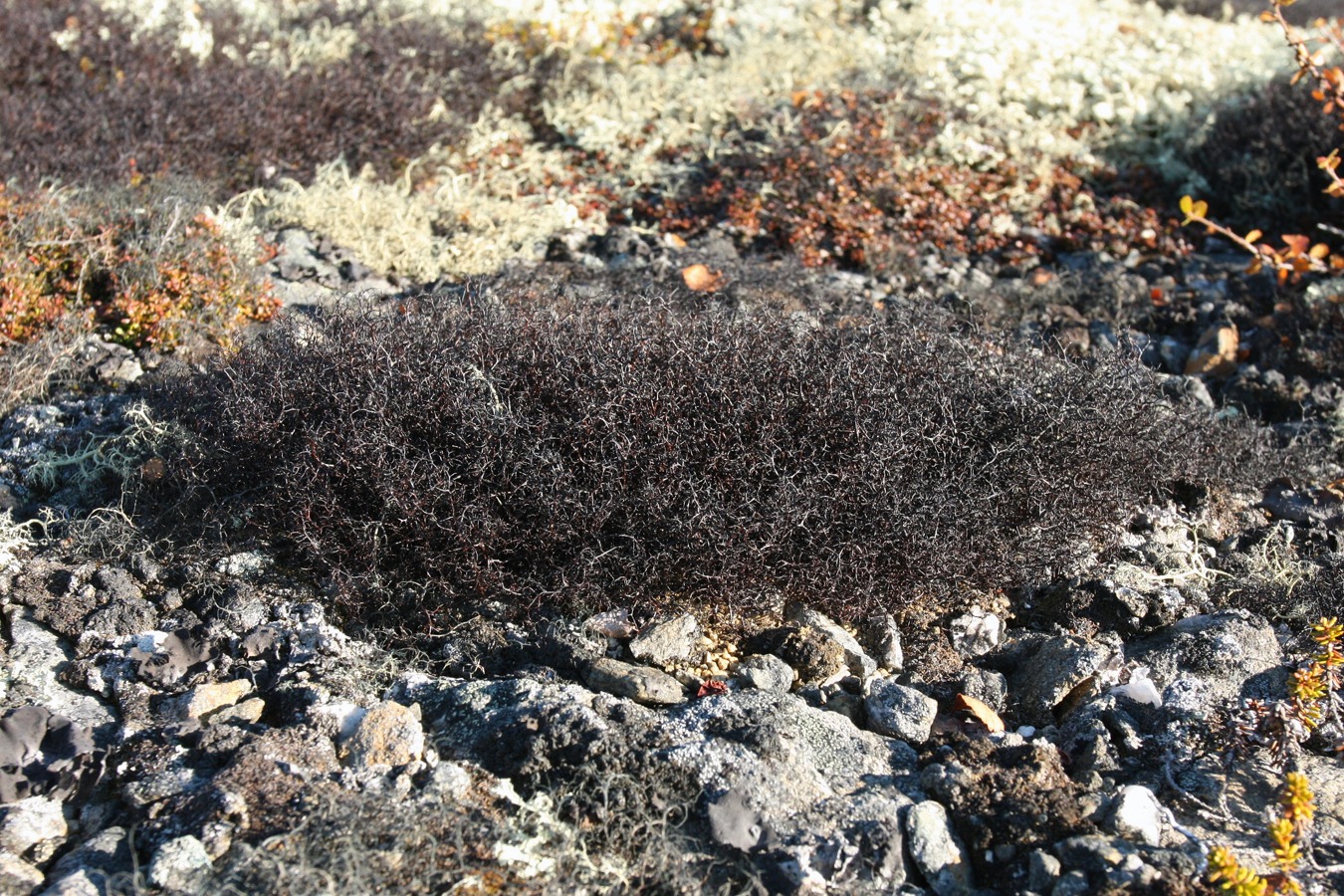 Изображение особи Gowardia arctica.