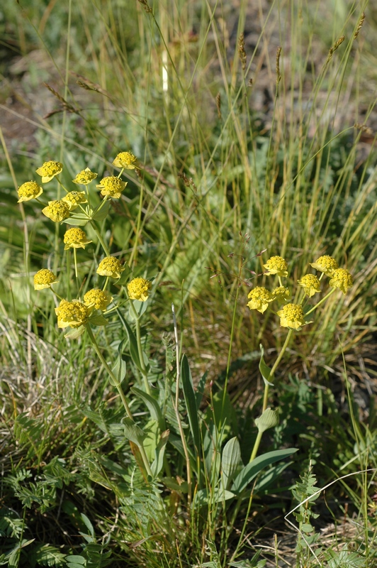 Image of Bupleurum multinerve specimen.