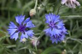 Centaurea cyanus